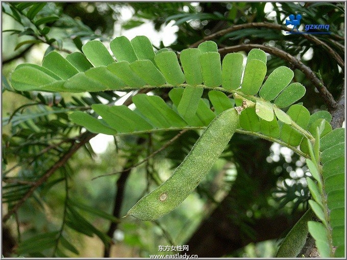鸡骨草煲汤的功效  滋补营养又美味