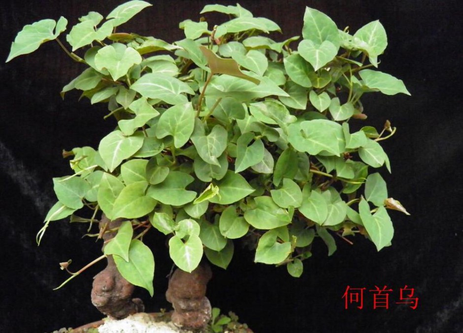 何首乌的功效及作用 何首乌怎么吃最好