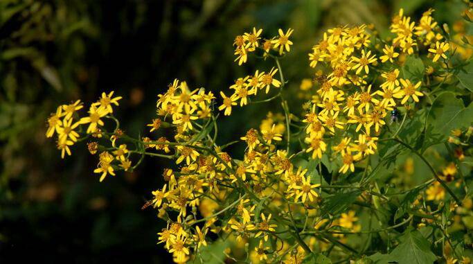 千里光是什么 千里光的功效与作用有哪些