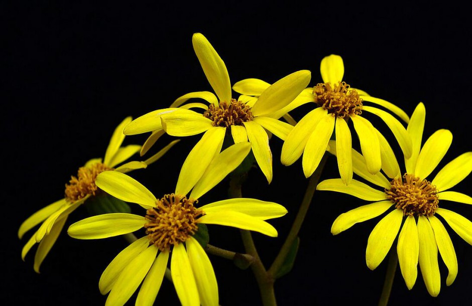 千里光是什么 千里光的功效与作用有哪些