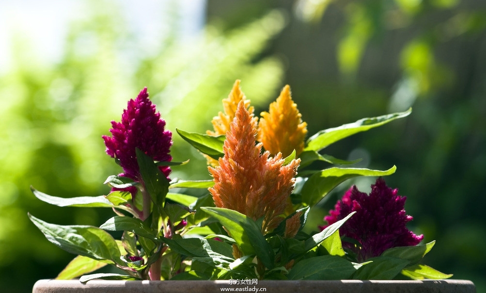 鸡冠花的功效与作用 揭密鸡冠花的药用价值