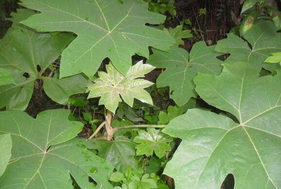 通草的功效与作用 通草怎么吃最发奶