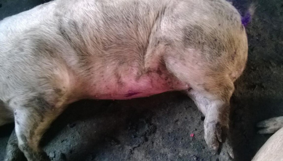 链球菌感染的不同表现 什么会导致链球菌感染