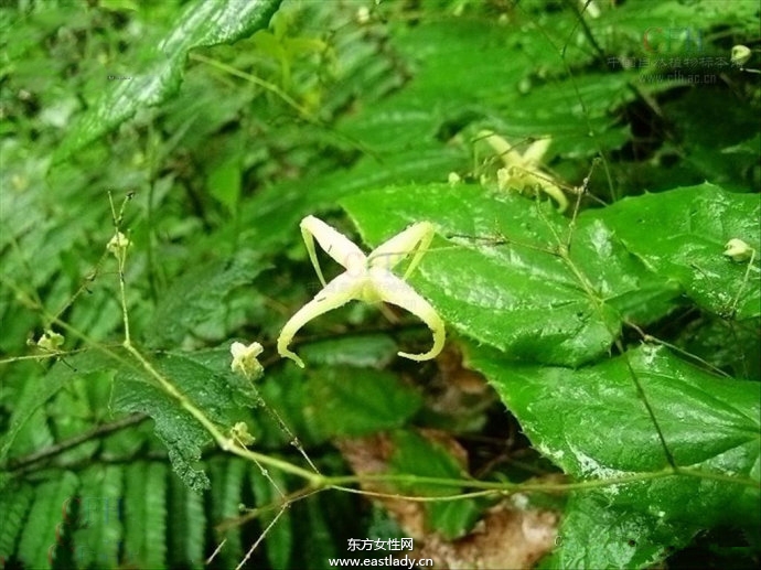 淫羊藿的功效与作用及食用方法大全