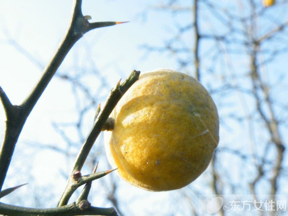 乳腺增生的食疗方法 不及时治疗小心引发乳腺癌