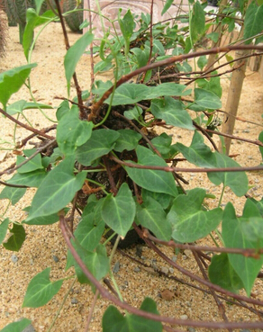 怎样白发变黑发 食疗方让你白发变黑发