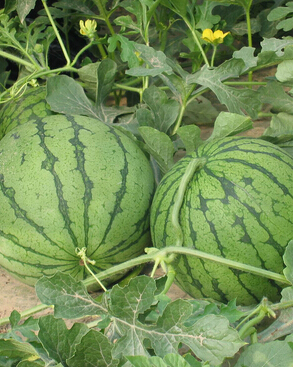 白癜风不能吃什么 白癜风的饮食禁忌