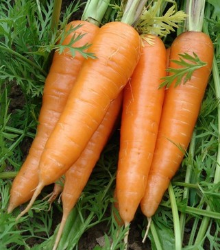 掉头发怎么办 掉头发吃什么食物好