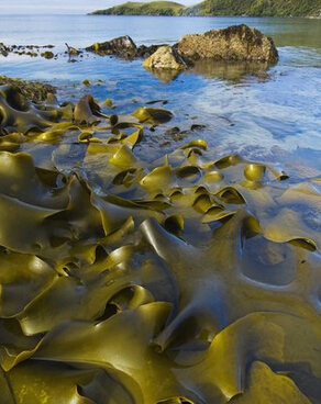 排毒食物 最适合春夏排毒的6种蔬果