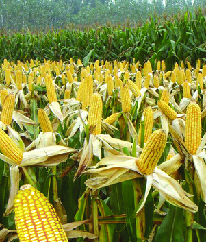 小儿脑瘫 小儿脑瘫饮食护理要点及饮食禁忌