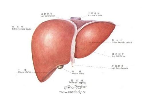 老中医手把手教你应当如何治疗肝病