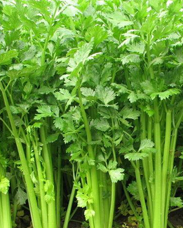 高血压饮食 更年期高血压饮食的六大秘诀