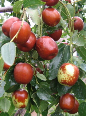 冠心病吃什么好 冠心病春季饮食注意事项