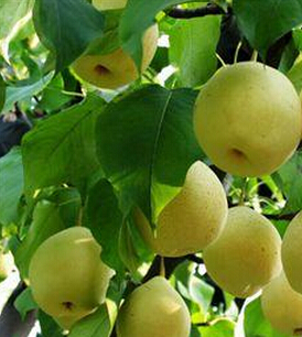 孕妇饮食指南 孕妇饮食上最适合吃的水果