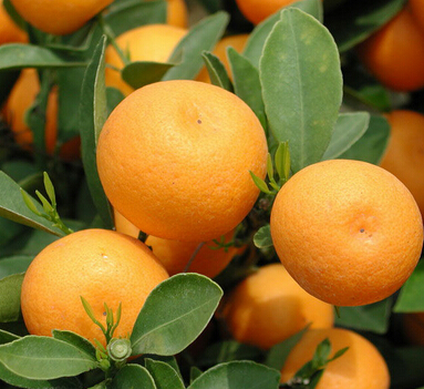 怎样白发变黑发 春天吃什么水果让白发变黑