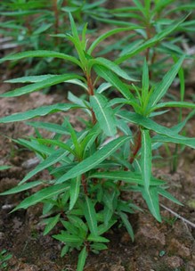 护肝最好的方法 7招助你肝脏健康