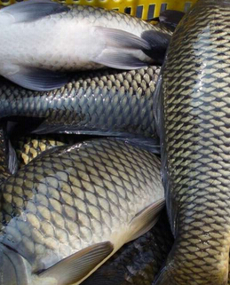 春季养生 吃鱼时需注意的八种禁忌