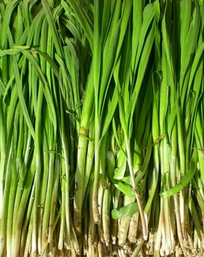 韭菜的功效与作用 吃韭菜能补肾助阳