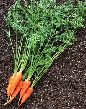 吃什么能长高 春季宝宝长高吃什么好