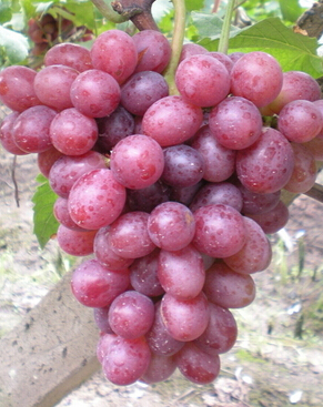 孕妇食谱 如何合理搭配孕期饮食