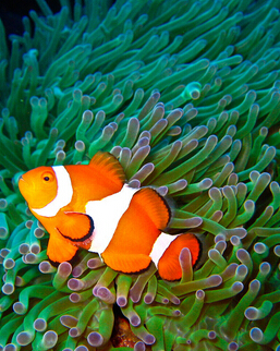 孕妇饮食禁忌 导致畸型胎儿的6种食物