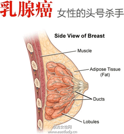 转移性乳腺癌 应积极治疗
