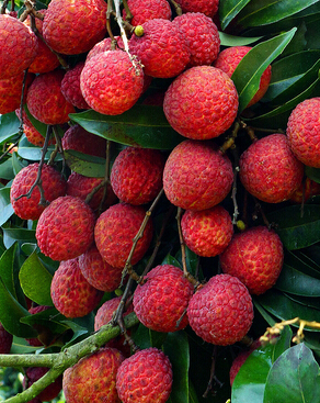 哺乳期不能吃的东西 哺乳期不要碰的水果