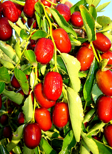 补血的食物有哪些 吃什么可以补气补血