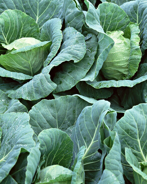 包菜怎么做好吃 包菜食谱调理你肠胃