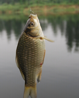 春季养生 吃鱼时需注意的八种禁忌