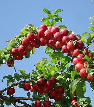 口腔溃疡吃什么 帮您远离口腔溃疡的水果