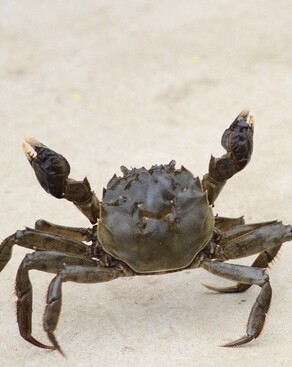 孕妇禁忌 孕妇吃螃蟹小心流产