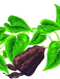 少白头怎么治疗 治疗少年白发的偏方