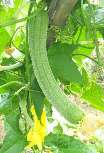 前列腺炎怎么治疗 盘点前列腺炎的食疗偏方