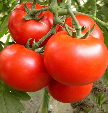 冬天西红柿可以吃吗 如何正确挑选西红柿