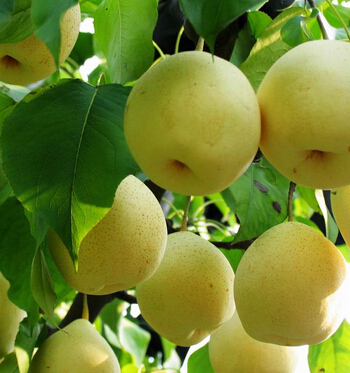 脾胃不好怎么调理 秋季养护脾胃应放首位