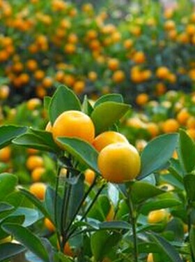 乳腺增生治疗方法 中医食疗偏方巧治增生