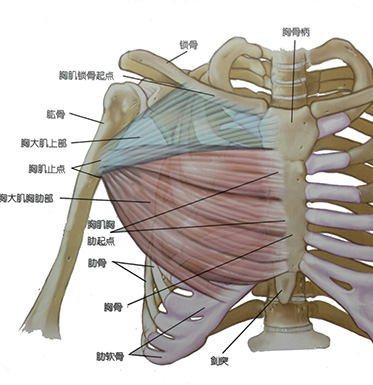 锻炼肌肉力量的方法 肌肉力量训练需注意的误区