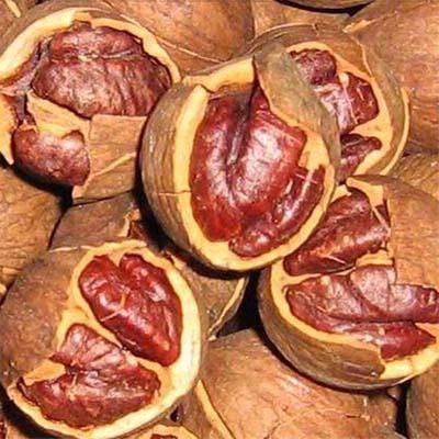 补肾治疗遗精药膳 首选健康桃仁