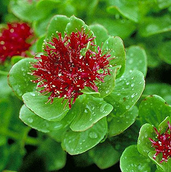 如何益气补血 红景天益气补血调理内分泌