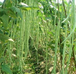 女人肾虚常见10种症状 推荐10食物补肾养肾