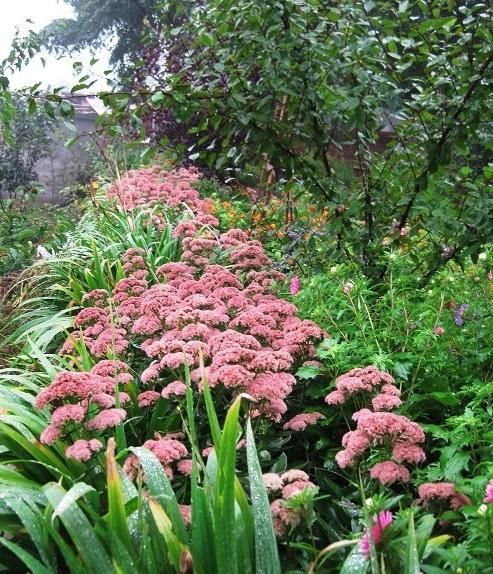 如何益气补血 红景天的食用方法和服用禁忌