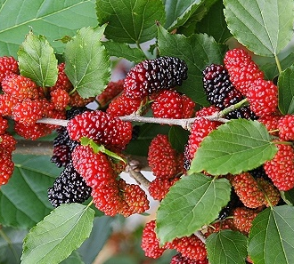 桑葚糖的做法与营养介绍 可随时含服