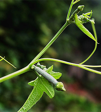 如何预防鼻炎 预防鼻炎的日常保健小妙招