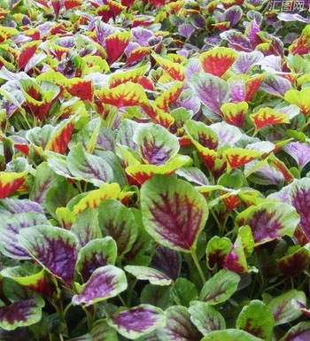 吃什么补血效果好 补血的食物有哪些