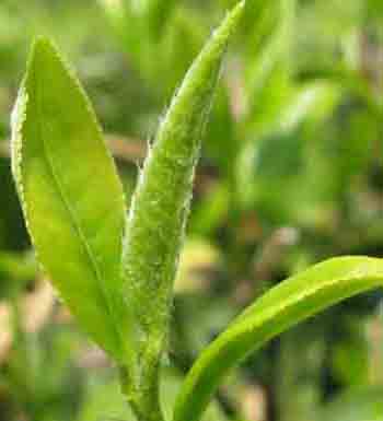 茶叶的作用有哪些 茶叶不仅仅可以泡茶