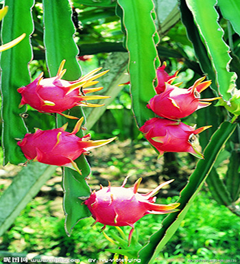 秋季有哪些时令水果  有哪些营养价值和功效