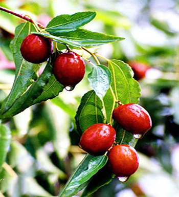 秋季有哪些时令水果  有哪些营养价值和功效