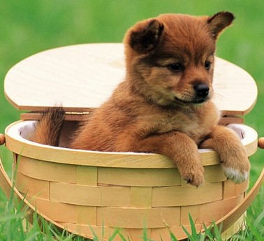 狗狗运动会 陪宠物狗狗爬山要注意什么