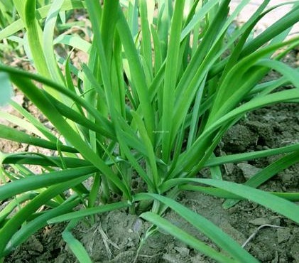 女性春季养生窍门 7种菜养肝护阳